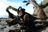 Driftwood 3