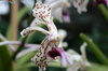Orchids 2