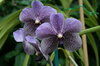Orchids 4