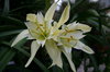 Winter Lilies