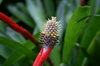Flower Bud
