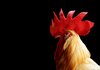 cocky