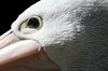 Pelican 2