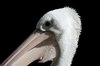 Pelican 1