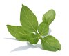 Basil