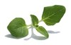Oregano