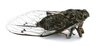 Cicada 1