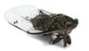 Cicada 2