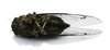 Cicada 3
