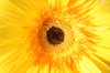 Flower Yellow