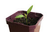 Seedling 1