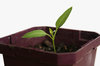 Seedling 2