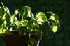 Basil Glow