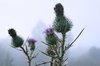 Thistle