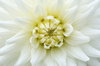 Blossom