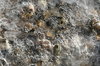 Ice Puddle