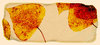 Pages 5
