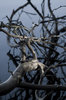 Mysterious branches