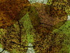 Basho Leaves 4