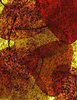 Basho Leaves 5