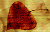 Fall Texture