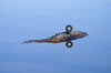 Strange Fish