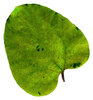 Leaf 3