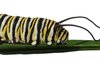 Pre-Monarch 3