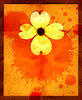 Dogwood 2