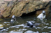 Seals