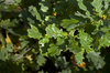 Oak leaves