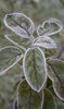 Frost 6