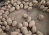 Vegetables 6