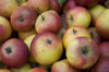 Apples