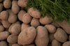 Vegetables 8