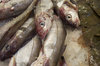 Fish 2