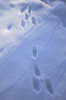 trace