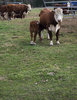 Cow breakfast