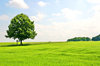 Rye with lime tree 4