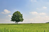 Rye with lime tree 2