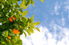 Fruitage of Orange 2