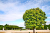 Tree of Orange 11