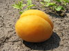 apricot