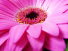 Shades of pink
