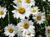 Delightful Daisies
