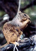squirrel