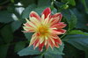 dalia