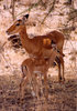 bambi