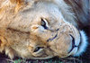 Lion's portrait
