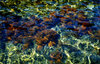 sea's lights and colours